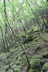 Obraz premium 山犬嶽 yamainudake