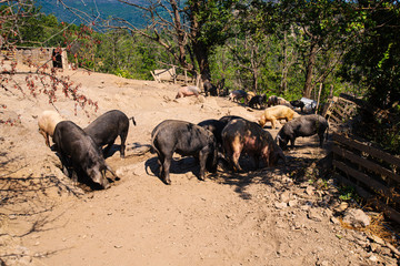 pigs walking free around on the isle of corsica in France during summertime with a forest on the background