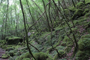 山犬嶽　yamainudake