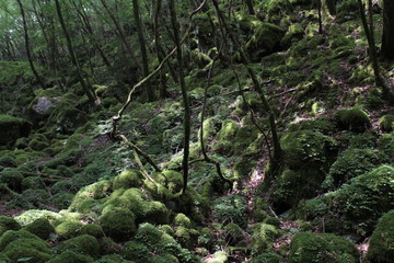山犬嶽　yamainudake