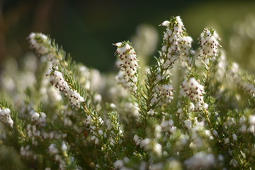 Schneeheide (Erica carnea)