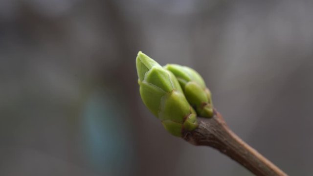 Tree branch with tiny buds. Branch of tree with small fresh buds growing in spring time
