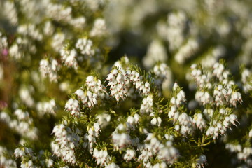 Blühende Schneeheide (Erica carnea)