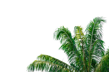 Palm trees with green leaf isolated on white background with clipping path