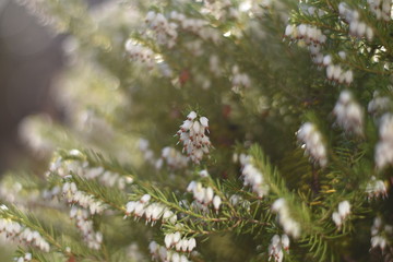Schneeheide (Erica carnea)
