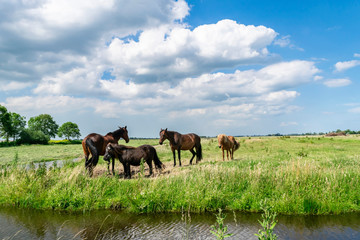 Summer landscape with horses on a pasture with green grass and river, open horizon and blue sky, selective focus.