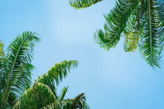 Palm trees with green leaf on blue sky background for summer holidays seasoning travel concept