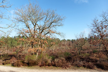 Obraz premium heaters and hiking path in the Vallée chaude plateau. Fontainebleau forest