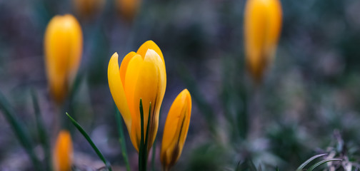 The first yellow crocuses in my garden in spring