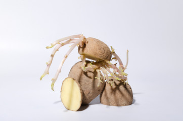 Still life of old sproued potatoes on the white surface