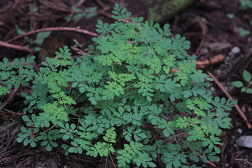 山犬嶽　yamainudake