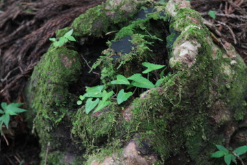 山犬嶽　yamainudake