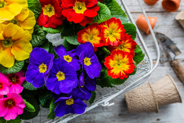 The first spring colorful flowers ready for planting.