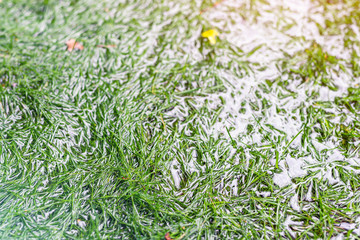 Close-up detail green grass lawn covered with water due to snow melting thaw and flash high water...