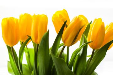 Bouquet of yellow tulips lit by sunlight on a white background. Perfect for greeting card background.