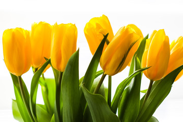 Fototapeta premium Bouquet of yellow tulips lit by sunlight on a white background. Perfect for greeting card background.