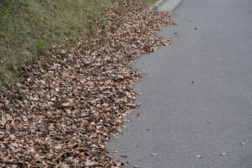道の端に集まった落ち葉