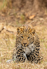 Leopard on the prowl