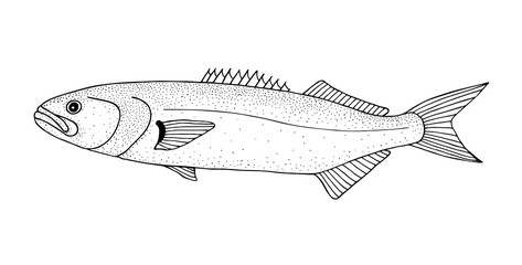 Bluefish. Black hand drawn realistic outline vector image.