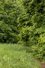 Green clearing in front of the forest. Spring clean air in the forest