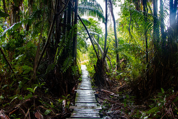 Borneo National park background, beautiful green landscape, tropical woods, scenic nature. travel...