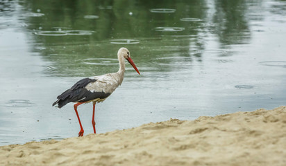White stork