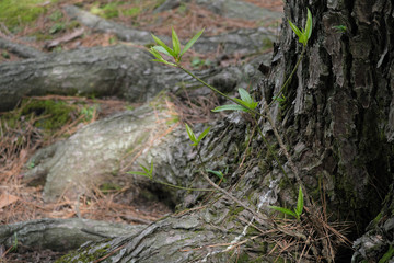 Obraz premium 木の根っこから生える新しい命