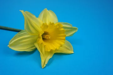 Schilderijen op glas Daffodils / Narcis spring flower at blue background © Basicmoments