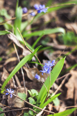 Early spring blue flowers Scilla Bifolia.