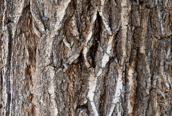 Wooden background with natural texture, place for text.