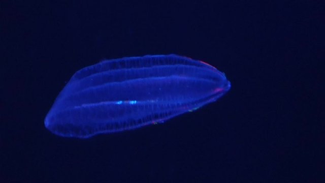 Beroe cucumis, comb jelly, shimmering in the water. 4K