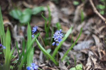 Early spring blue flowers Scilla Bifolia.
