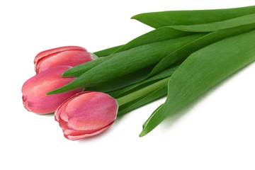 Fototapeta premium Bouquet of spring tulips with red buds isolated on white background
