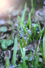 Early spring blue flowers Scilla Bifolia.