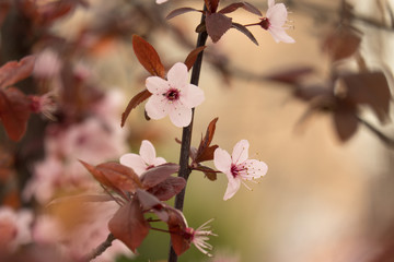 First sprouts of almond flowers