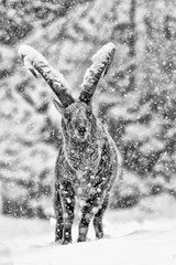Fine art portrait of Ibex under snowstorm (Capra ibex)