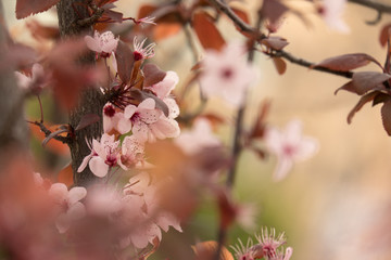 First sprouts of almond flowers