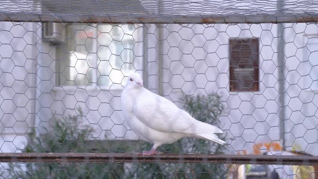 white wedding pigeon sit on a shelf inside the cage outside, looks curiously into the camera, turns his head.