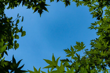 Blue sky with white clouds through window of dark green leaves Liquidambar styraciflua, Ambeer tree in focus with blurry green leaves in sunlight. Selective focus. Nature concept for design.