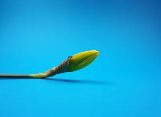 Poster Im Rahmen Narzissen / Narcis Frühlingsblume auf blauem Hintergrund © Basicmoments