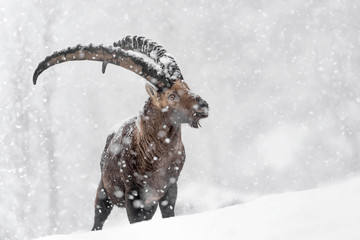 Ibex struggle with snowfall in the Alps mountains (Capra ibex)