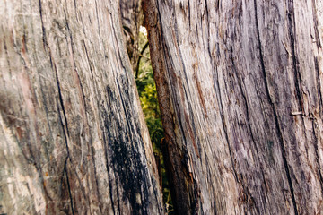 A crack in the bark of an ancient juniper tree through which a green coniferous forest is visible