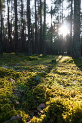  Pine forest in Baltic states. Beautiful green moss on the floor, moss closeup, macro. Beautiful background of moss for wallpaper. Sun lense flare. Fresh air feeling.