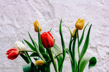 Bouquet of red, yellow and white tulips in drops of water on a background of white textured wall. Photo for postcards.