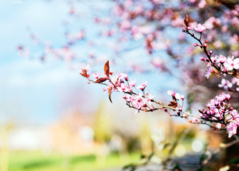 cerisier japonais  annonce le  printemps 