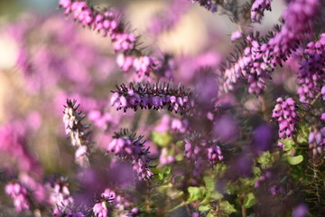 Schneeheide (Erica carnea)