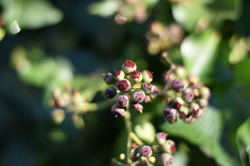 Efeu (Hedera helix) - unreife Beeren