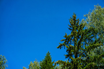 Beautiful young cones of yellow and old brown on the branches of ordinary Christmas tree  against blue cloudless sky. Close-up. Beauty of Russian nature in suburbs. Place for text.