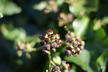 Efeu (Hedera helix) - unreife Beeren