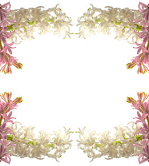 white and pink sprig of Hyacinth flower close up on isolated background with space for text for your creativity